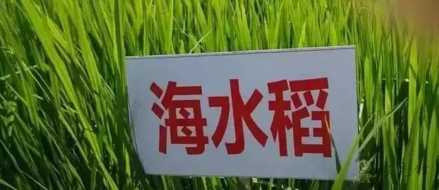 對不起，我跟著華為，辭職種地了！
