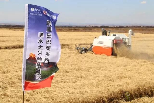 未來農業價值可期!阿里、京東、華為,碧桂園紛紛發力數字農業
