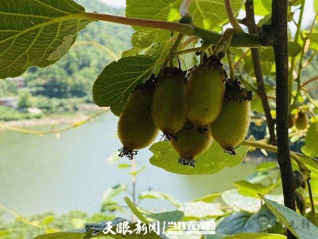 貴陽:大數據讓農戶嘗到了智慧農業的“甜頭”