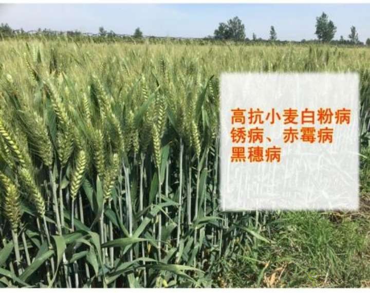 農業科普