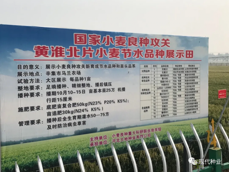 小麥良種攻關獲新進展:不只“節(jié)水”一技傍身 更可兼顧優(yōu)質(zhì)多抗