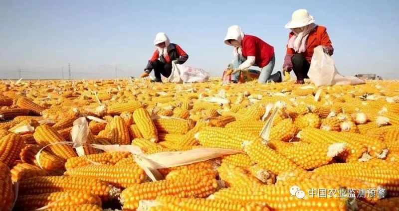 兩部門:繼續實施玉米和大豆生產者補貼等政策