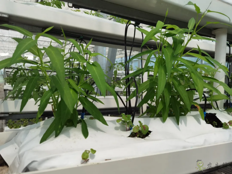青浦:發展節水灌溉,推動農業提質增效