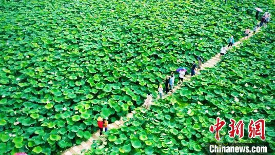 肥西:以“荷”為媒 打造鄉(xiāng)村生態(tài)旅游產(chǎn)業(yè)