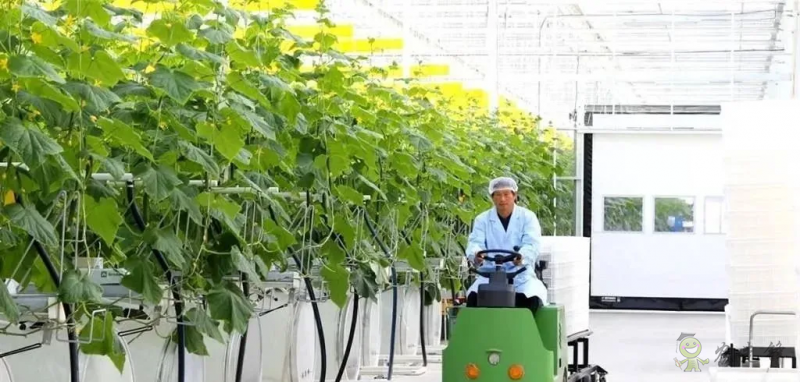 成串小番茄你見過嗎?“現代農業”讓崇明農戶“靠數據吃飯”