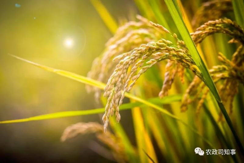 全球糧食危機(jī)：中國打了一場驚心動(dòng)魄的糧食大戰(zhàn)！