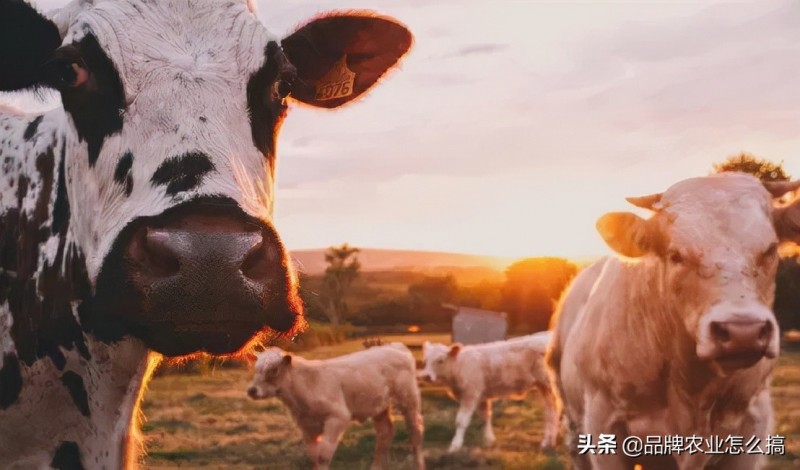數(shù)智農(nóng)業(yè)：中國(guó)農(nóng)業(yè)未來十年的歸宿