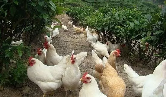 做農(nóng)業(yè),這幾種高效生態(tài)農(nóng)業(yè)模式你必須知道