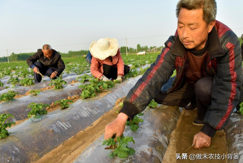 農作物起壟種植有哪些好處?起壟時如何確定最佳壟高?