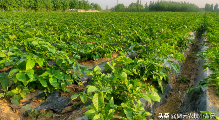 農作物起壟種植有哪些好處?起壟時如何確定最佳壟高?