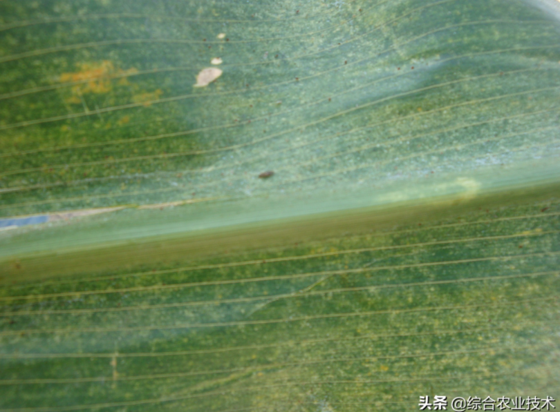 玉米地病蟲害越來越重,冬季閑了有辦法預防病蟲害嗎?