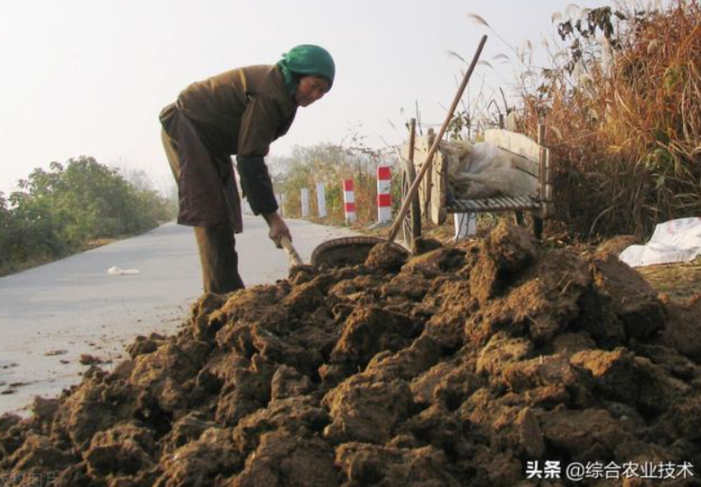 曬干的豬糞牛糞雞糞可以代替化肥嗎？