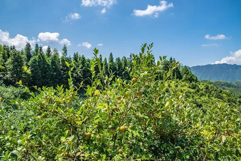 揭開“身世”之謎！我國科學(xué)家成功破譯油茶遺傳密碼
