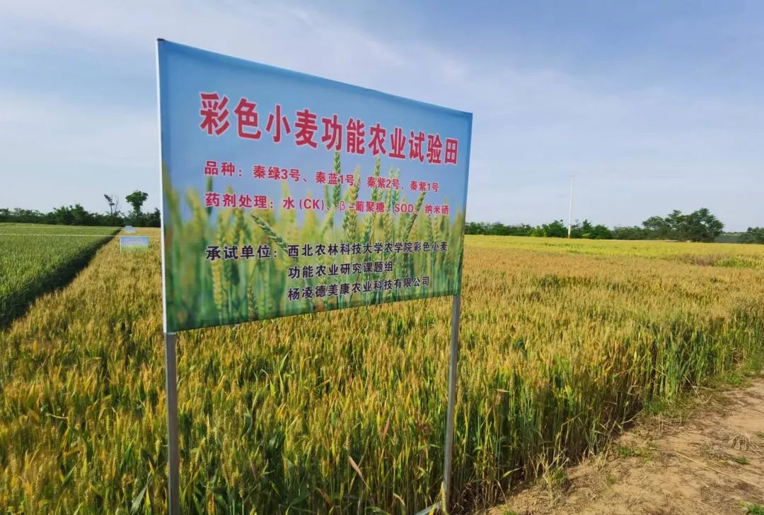 彩色小麥或是發(fā)展功能農(nóng)業(yè)的好項目