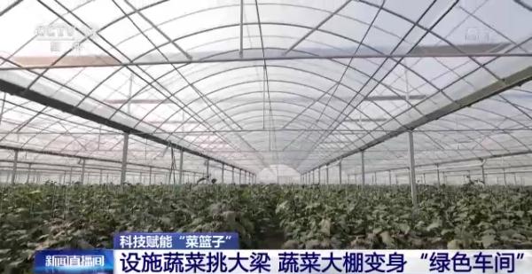 科技賦能“菜籃子”!看蔬菜大棚如何變身“綠色車間” 科技賦能“菜籃子”!看蔬菜大棚如何變身“綠色車間”