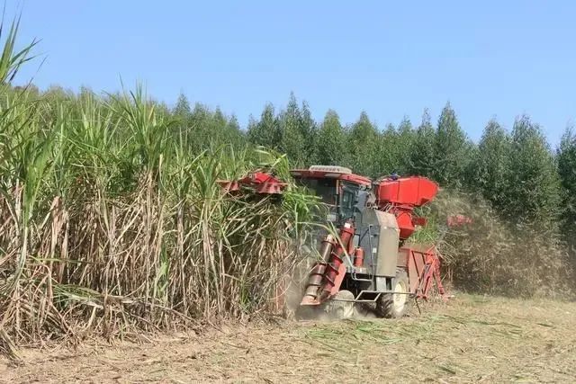 廣西糖料蔗機(jī)械化作業(yè)補(bǔ)貼使用資金同比大幅增長(zhǎng)