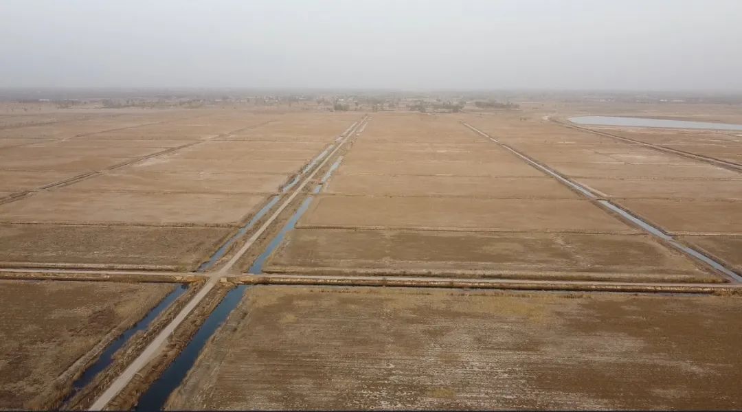 陜西榆林：6000余畝高標準農田，緣何撂荒7年？