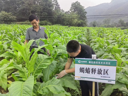 蟲子養(yǎng)出新技術(shù) 綠色防治助生產(chǎn)