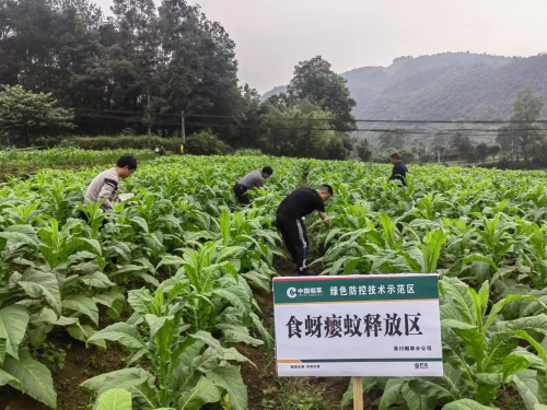 蟲子養(yǎng)出新技術(shù) 綠色防治助生產(chǎn)